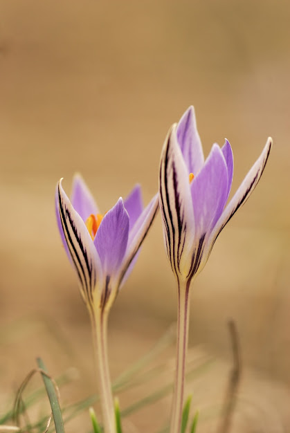 Tavaszi hírnökök: már virít az egyhajúvirág és a tarka sáfrány